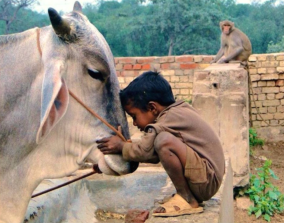 7 Animal Rights in India That Every Citizen Should Know - Indian Youth