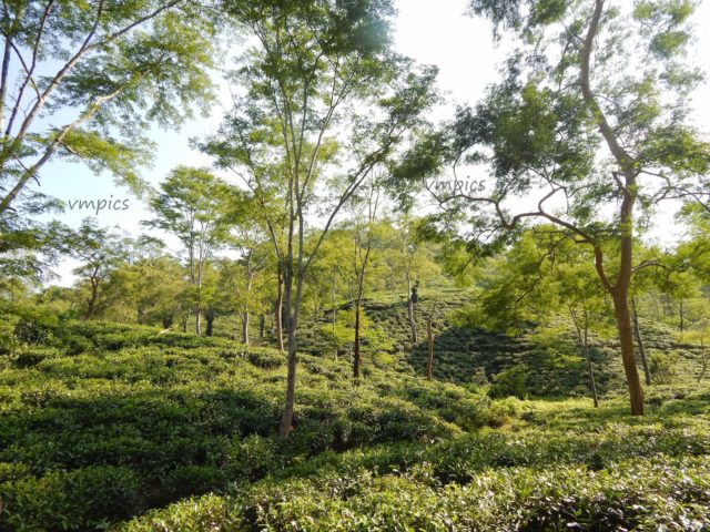 Sadagaon Tea Estate